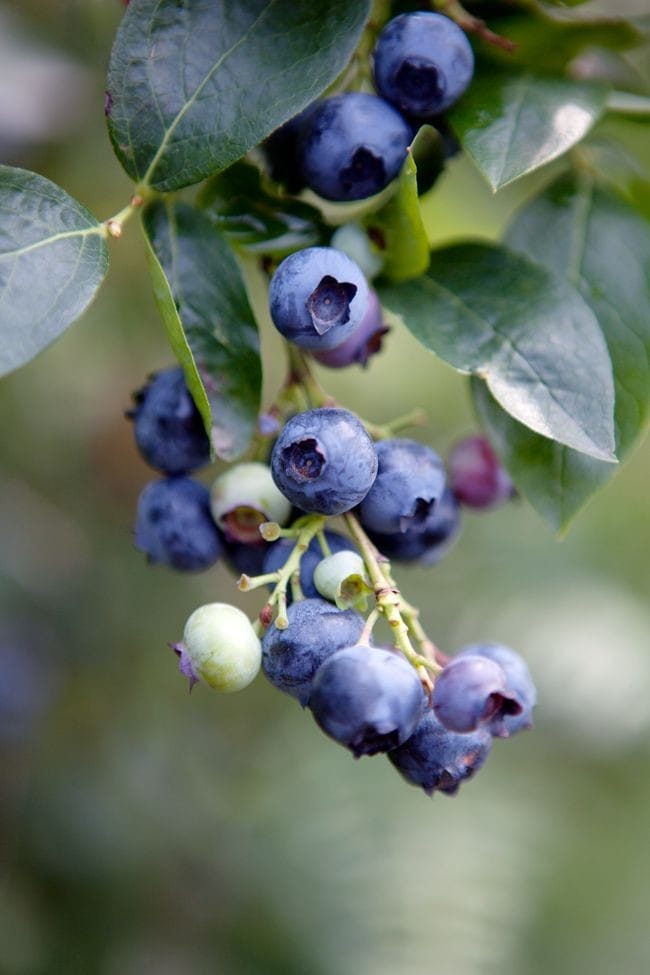Blueberry & Walnut Clusters